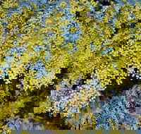 Australian Wattle Day  the Old Bus Depot Markets - Accommodation QLD