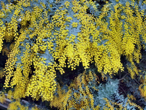 Australian Wattle Day @ The Old Bus Depot Markets - Accommodation QLD 0