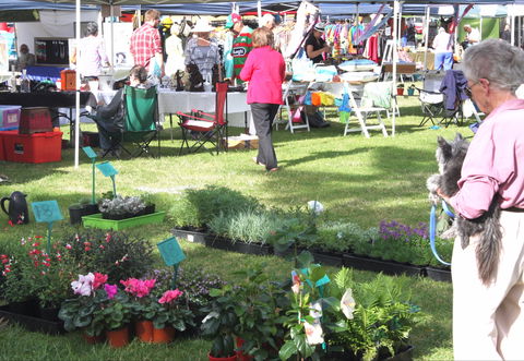 Batemans Bay Sunday Market - Accommodation QLD 2