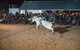 Bedourie Campdraft, Rodeo, Gymkhana - thumb 1