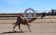 Bedourie Camel And Pig Races And Camp Oven Cook-off - thumb 0