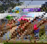 Camel Races at Gosford Showgrounds - Accommodation QLD