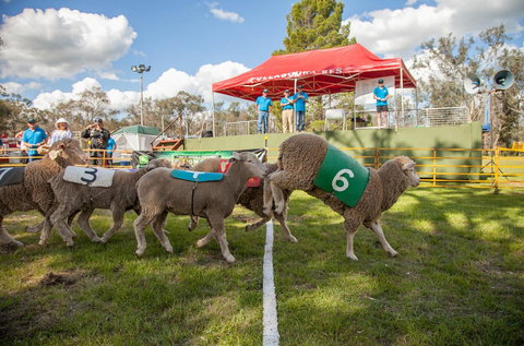 Caragabal Sheep Races - Accommodation QLD 0