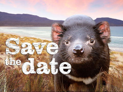 Cygnet Market - Accommodation QLD 0