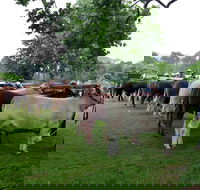 Dorrigo Agricultural Show - Accommodation QLD