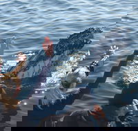 Eden Whale Festival - Accommodation QLD