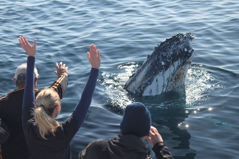 Eden Whale Festival - Accommodation QLD 0