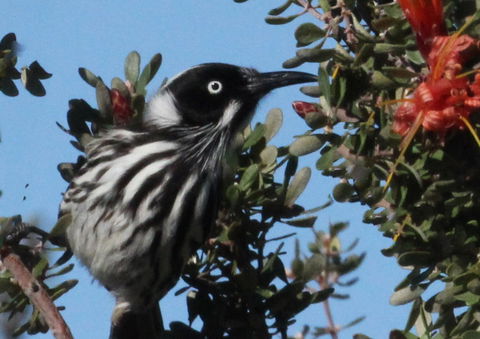 Esperance Wildflower Festival - Accommodation QLD 0