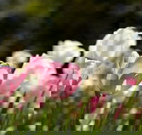 Floriade Reimagined - Accommodation QLD