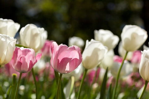 Floriade: Reimagined - Accommodation QLD 0