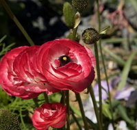 Garden Expo Benalla - Accommodation QLD