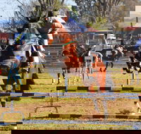 Glen Innes Pastoral and Agricultural Show - Accommodation QLD