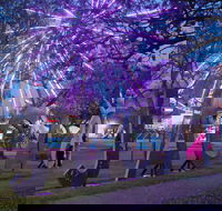 Grafton Jacaranda Festival - Accommodation QLD