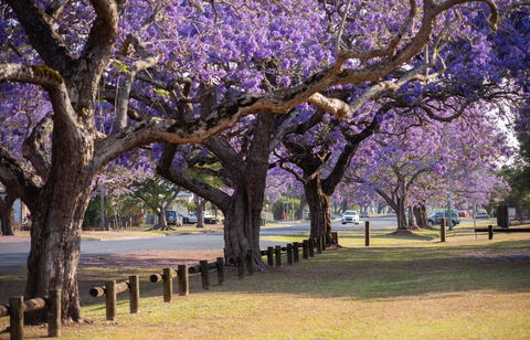 Grafton Jacaranda Festival - Accommodation QLD 2