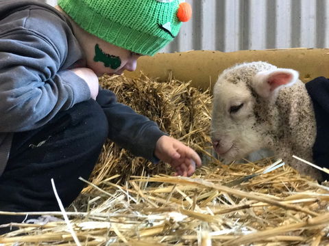 Horsham Agricultural Show - Accommodation QLD 0