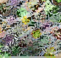 Indoor Plant Pop Up Event - Accommodation QLD