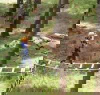 July 2020 Holidays- Go Wild at the Mt Lofty Adventure Hub - Accommodation QLD