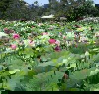 Lotus Flower Season