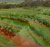 Razorback Ridge Wines Open Weekends - Accommodation QLD
