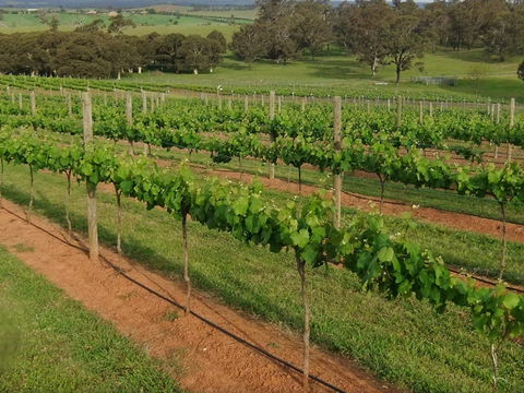 Razorback Ridge Wines Open Weekends - Accommodation QLD 0