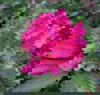 Rhododendrons at Brangayne - Accommodation QLD