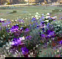 Riverina Iris Farm Open Garden and Iris Display - Accommodation QLD