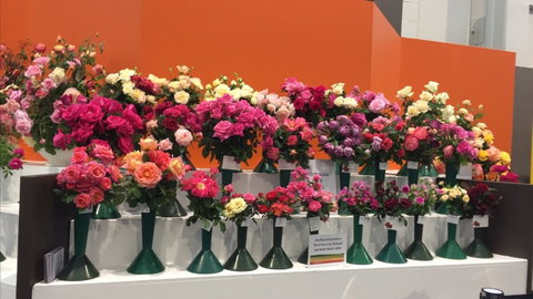 Roses By The Seaside: National Rose Championships And Conference - Accommodation QLD 1
