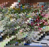 Sapphire Coast Orchid Club Spring Orchid Show - Accommodation QLD
