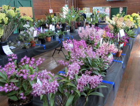 Sapphire Coast Orchid Club Spring Orchid Show - Accommodation QLD 1