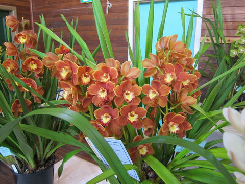 Sapphire Coast Orchid Club Spring Orchid Show - Accommodation QLD 2