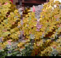 Sapphire Coast Orchid Club Winter Orchid Show - Accommodation QLD