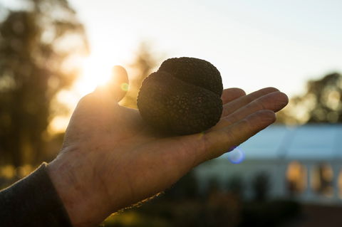 The Truffle Festival - Canberra Region - Accommodation QLD 0