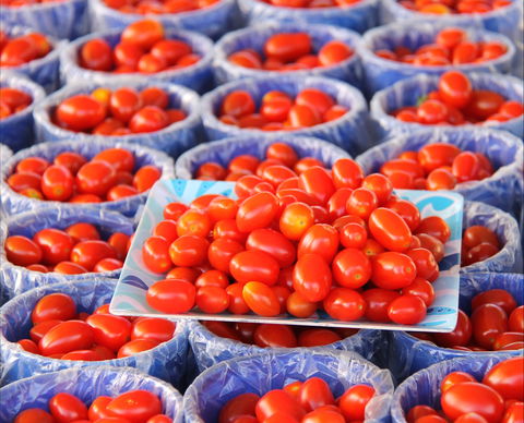 The Entrance Market - Accommodation QLD 2