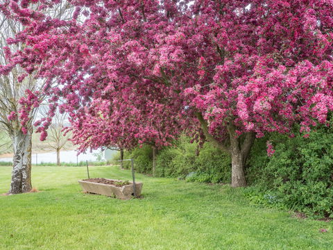 Tumbarumba Spring Flower Festival - Accommodation QLD 1