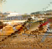 Walgett Charity Bushman's Carnival Rodeo and Campdraft - Accommodation QLD