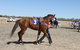 Annual Prairie Races - thumb 2