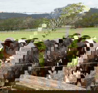 Bandon Grove Farm Tours - Accommodation QLD