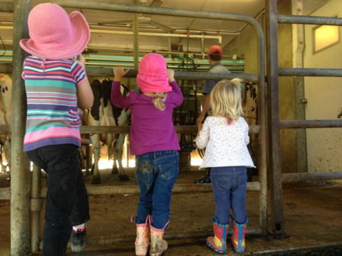 Bandon Grove Farm Tours - Accommodation QLD 1