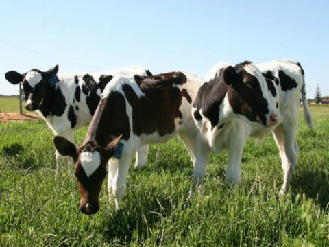 Bandon Grove Farm Tours - Accommodation QLD 2