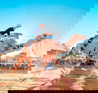 Boulia Camel Races - Accommodation QLD