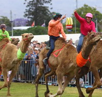 Camel Races at Penrith Paceway - Accommodation QLD