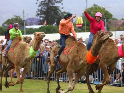 Camel Races At Penrith Paceway - Accommodation QLD 0