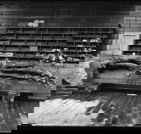 Capturing Nature Early photography at the Australian Museum 1857  1893 - Accommodation QLD