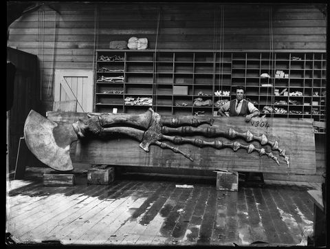 Capturing Nature: Early Photography At The Australian Museum 1857 – 1893 - Accommodation QLD 0