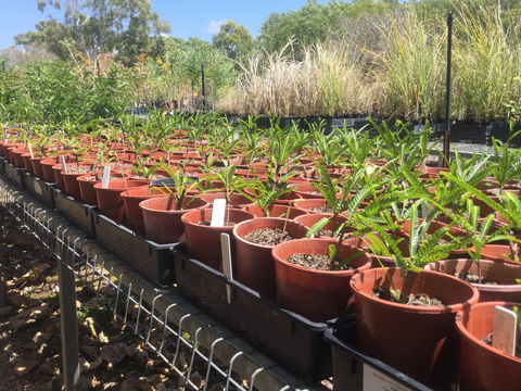 Conservation Volunteers Australia Townsville - Ocean View Nursery - Accommodation QLD 2