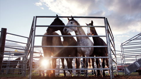 Cunnamulla Fella Festival 2020 - Accommodation QLD 1