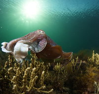 Cuttlefish Diving  Snorkeling EVERYDAY May -August - Accommodation QLD