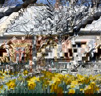 Daffodils at Rydal - Accommodation QLD