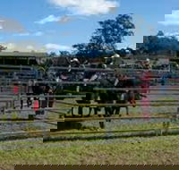 Dungog Team Penning - Accommodation QLD