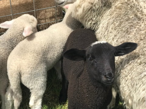 Flinders Island Show - Accommodation QLD 0